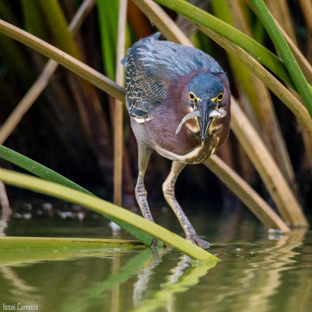 Crá-Crá - Green Heron (Butorides virescens) by Issai Campos is licensed under CC BY-NC-ND 2.0.